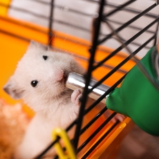 Игрушки для грызунов